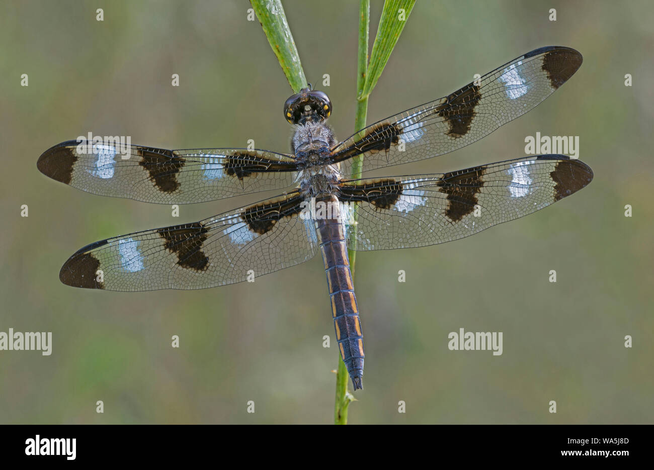 Douze-spotted Skimmer (Libellula pulchella), homme, l'Est de l'Amérique, par aller Moody/Dembinsky Assoc Photo Banque D'Images