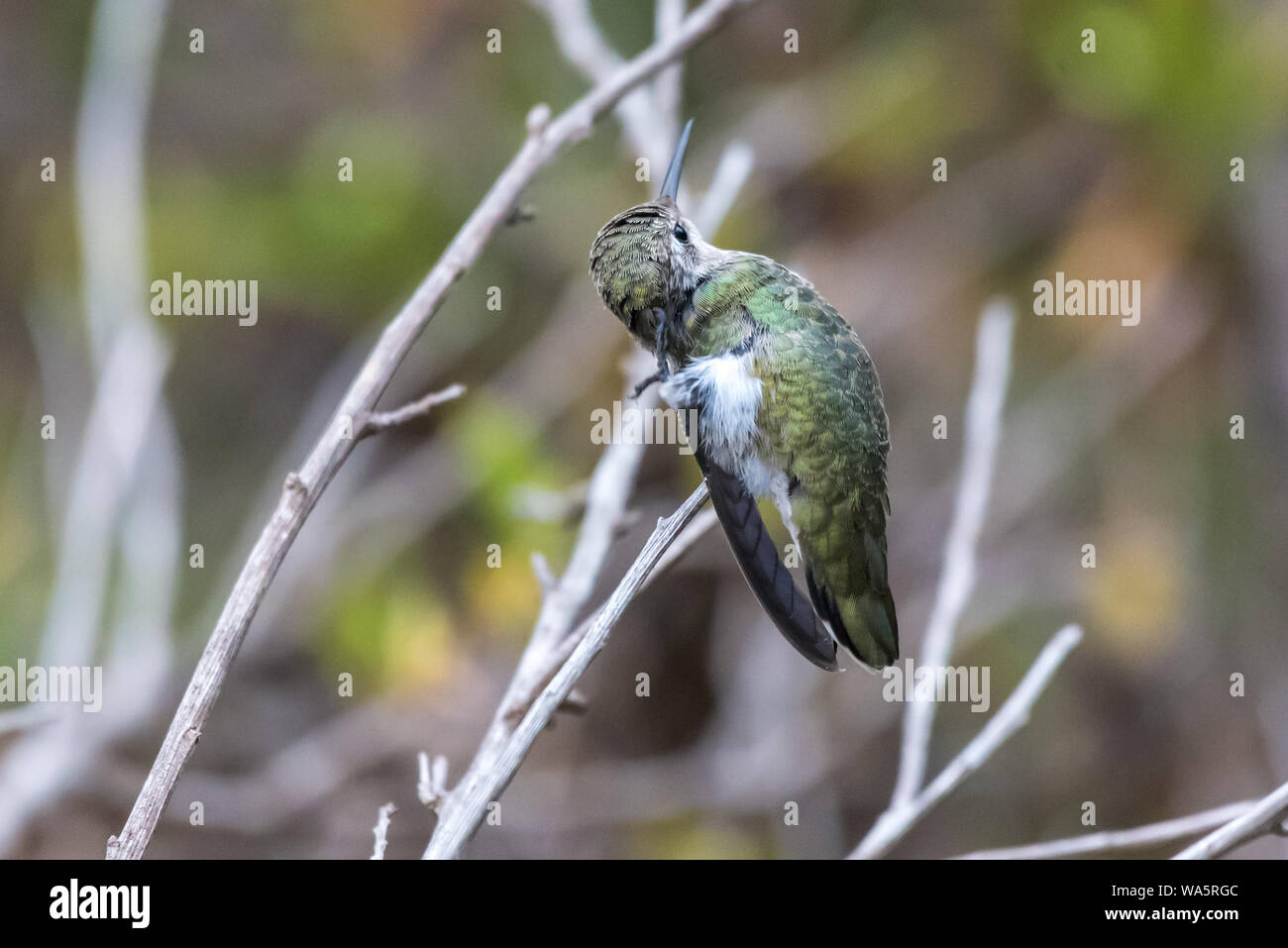 Anna's Cute perché sur Hummingbird direction tout corps de torsion pour atteindre une démangeaison avec une jambe. Banque D'Images