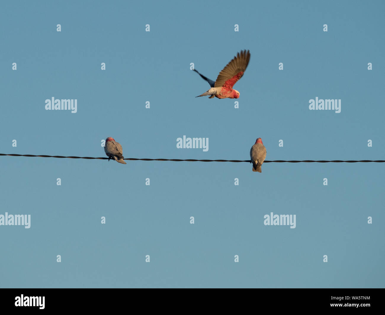 Threes Birds, deux sur un fil, un volant, Galahs , Cockatoos rose et gris, oiseau indigène australien, sur les lignes aériennes contre le ciel bleu Banque D'Images