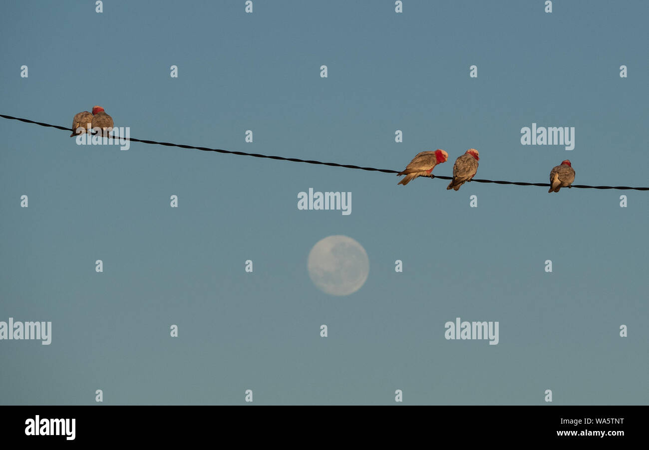 Lune et soleil, oiseaux sur un fil - Galahs sur les lignes aériennes avec la lune de jour dans le fond sur un ciel bleu Banque D'Images