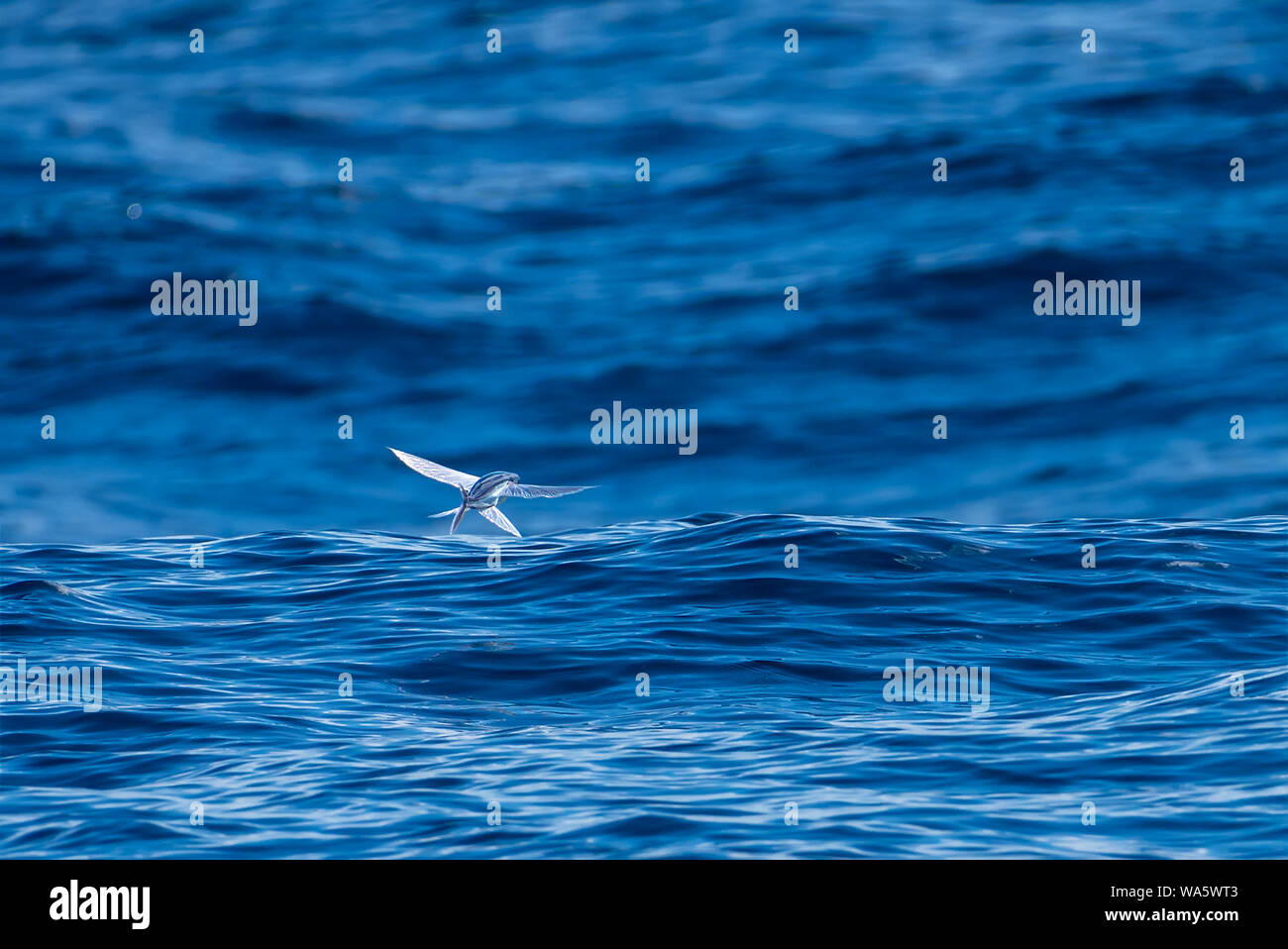 Les poissons volants deltaplane près de la surface de l'océan, au large de la côte de Vitoria, l'état d'Espirito Santo, au Brésil. Banque D'Images
