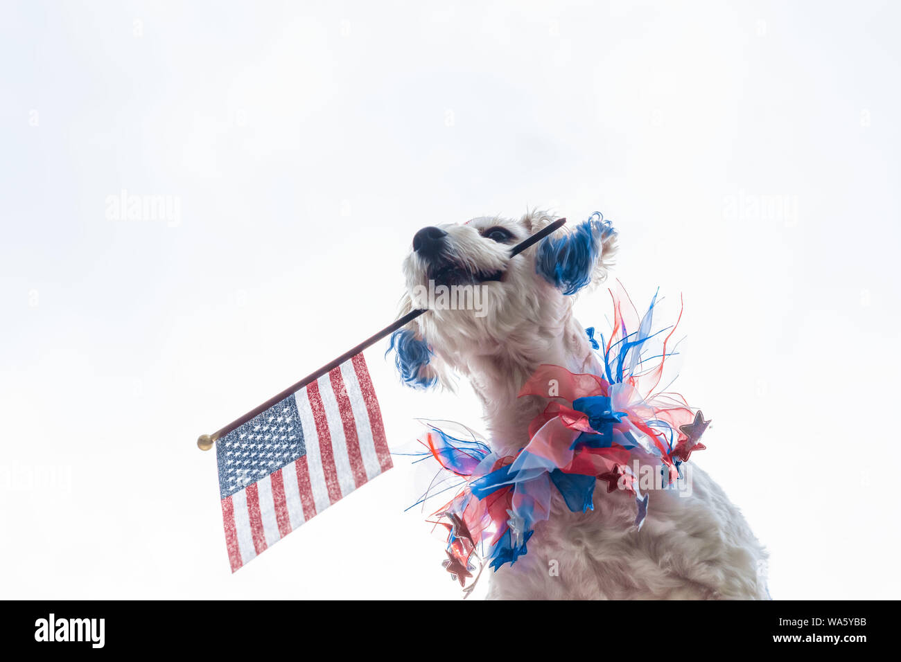 Chien patriotique avec oreilles bleu holding drapeau américain avec fond blanc Banque D'Images