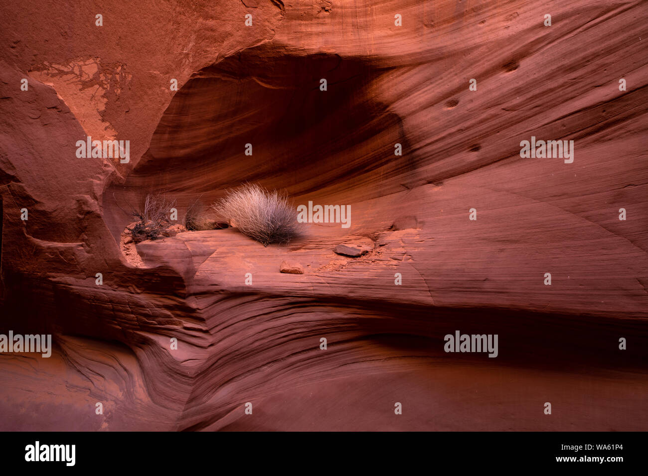 Un tumbleweed pris dans un slot canyon dans l'Arizona du nord. Banque D'Images