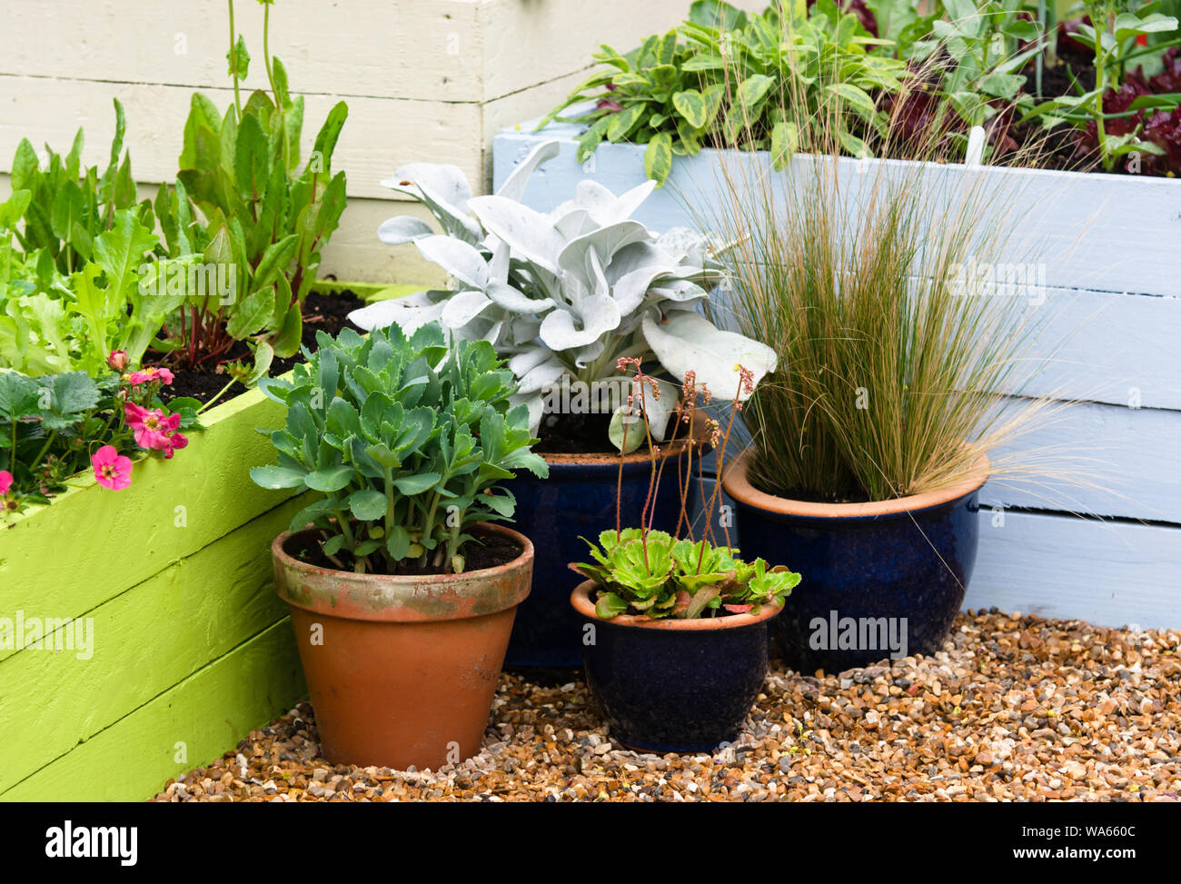 Un groupe de plantes en pots, y compris Senecio Angel Wings, Stipa tenuissima, Saxifraga et sedum Banque D'Images