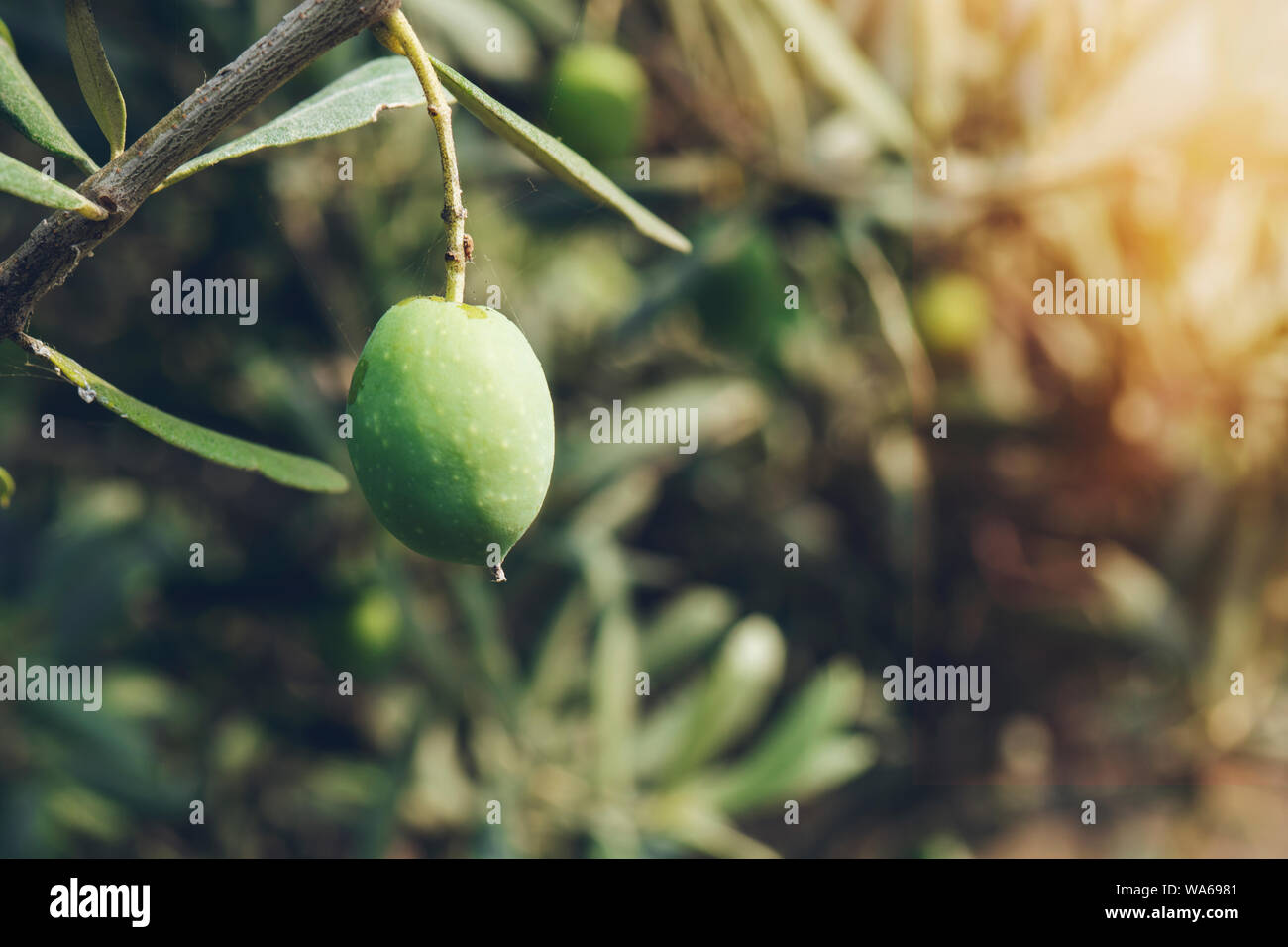 Close-up of ripe sur le vert olive tree branch Banque D'Images