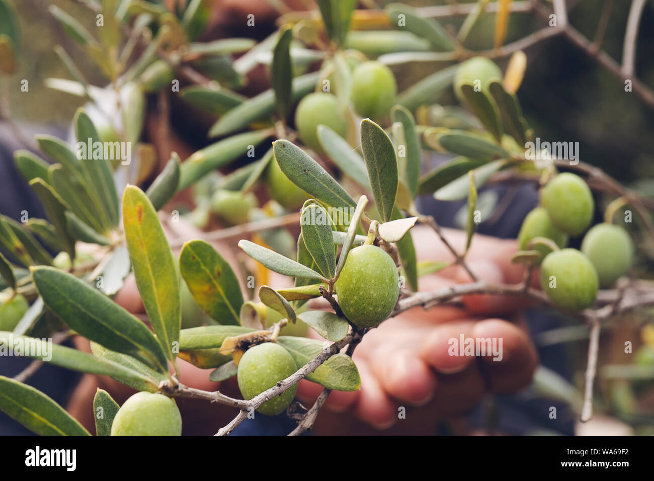 Vue rapprochée d'une olive pickers' cueillette à la main des olives mûres d'un arbre Banque D'Images