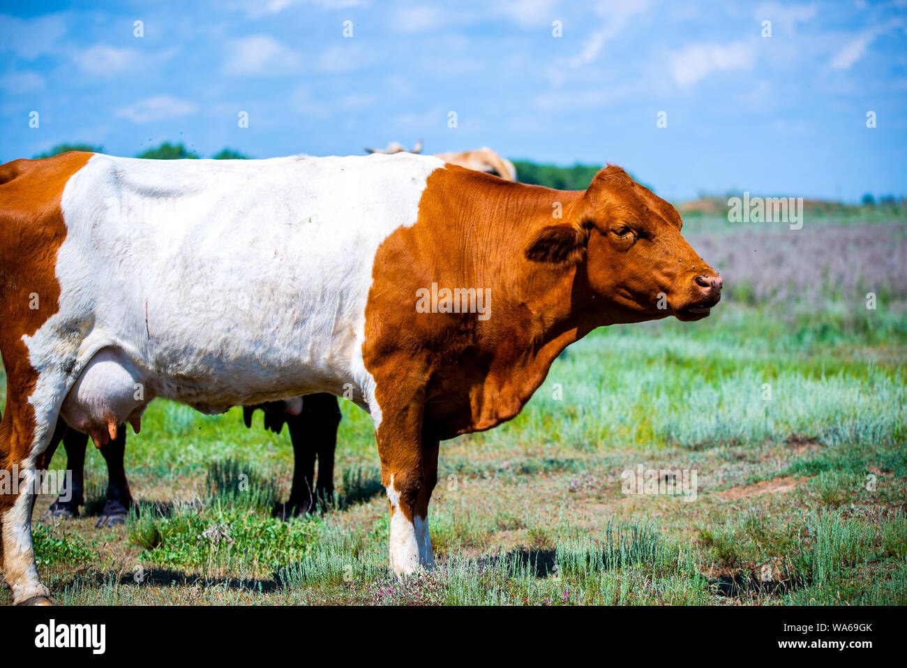 Brun rouge vache blanche à south steppe. Banque D'Images