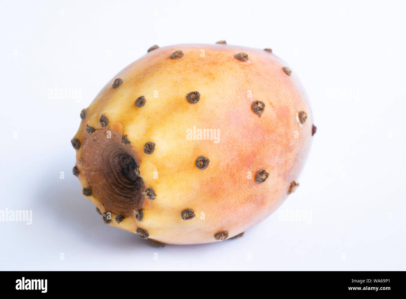 Opuntia Orange isolé sur fond blanc. Chemin de détourage. La profondeur de champ. Banque D'Images