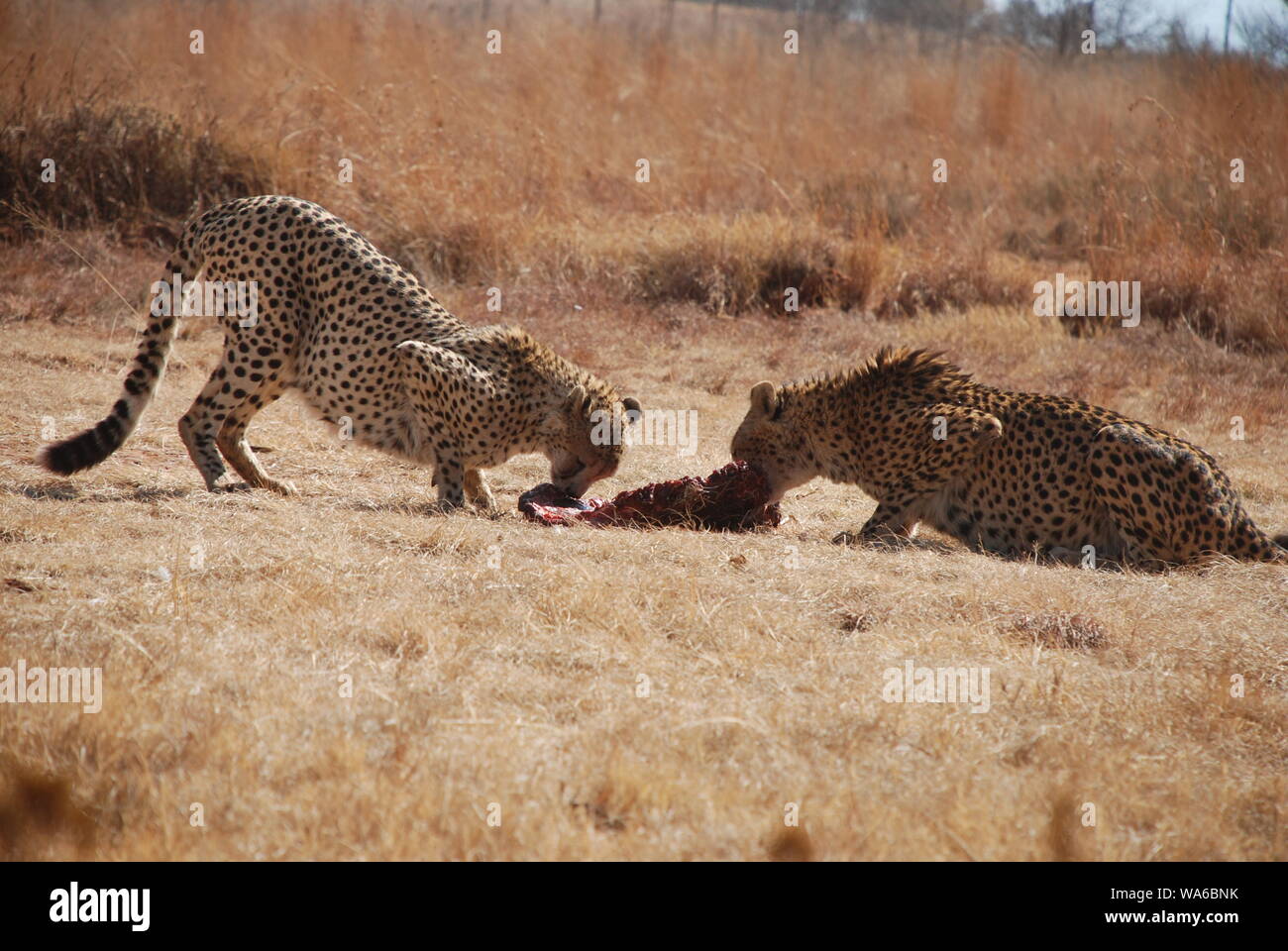 Une paire de guépards se nourrissant d'une carcasse en Afrique du Sud Banque D'Images