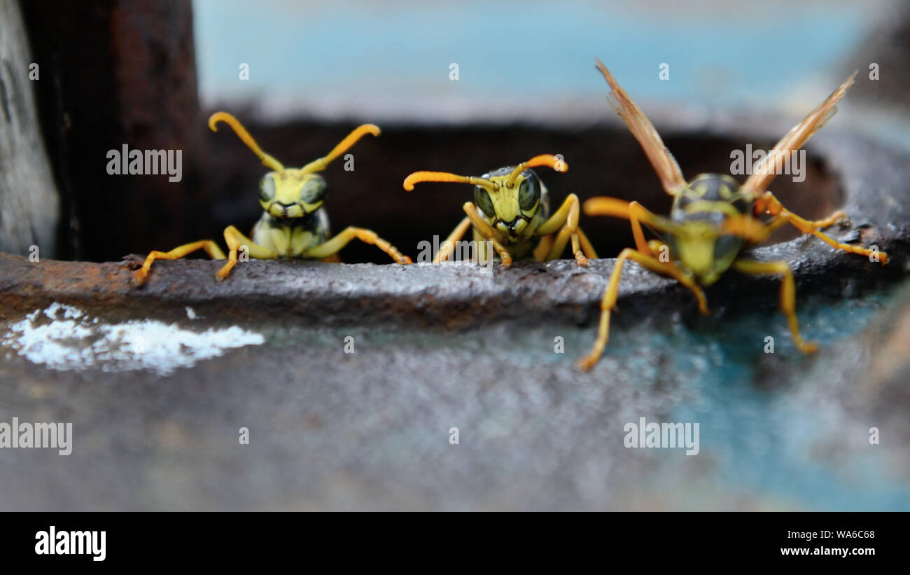 Wasps peeking du trou de l'ancienne pompe à eau rouillée dans le jardin. Guêpe de papier européenne, Polistes dominula Banque D'Images