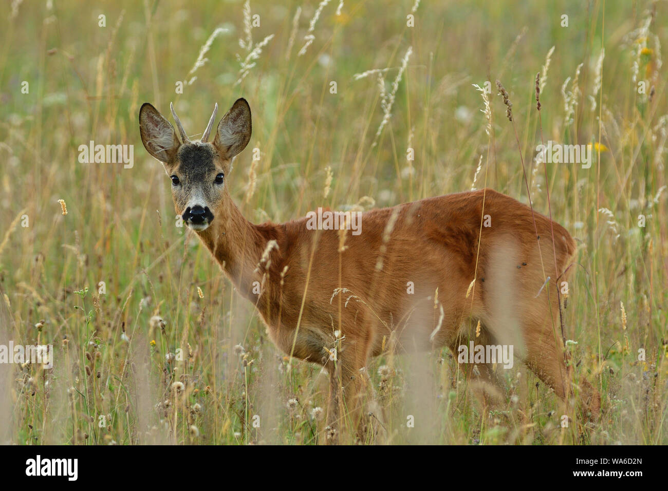 Chef de roe buck dépasse og domaine agricole avec du blé Banque D'Images