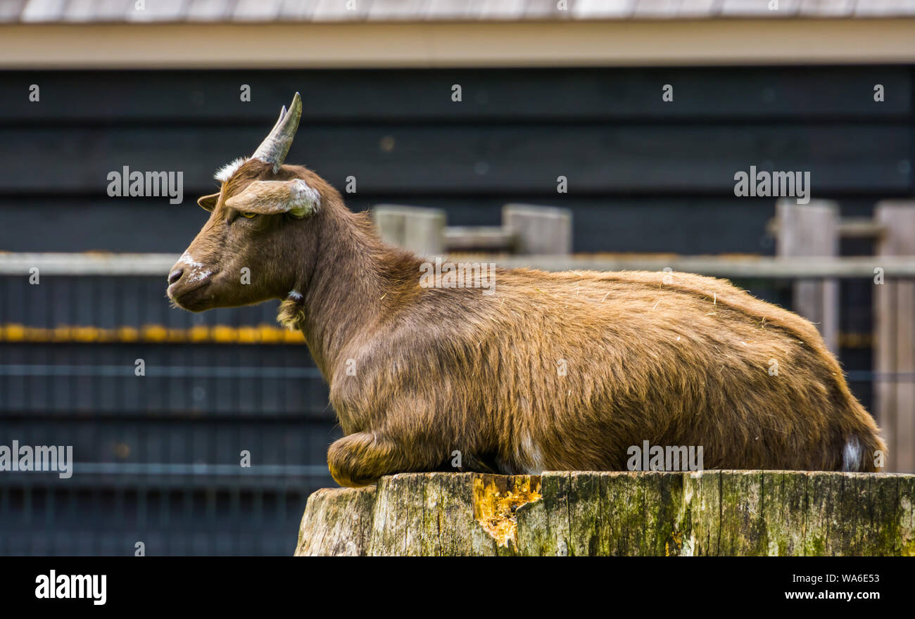 Libre de l'Afrique de l'ouest de chèvre naine brune assise sur une souche d'arbre, chèvre sauvage populaires espèce, des animaux de ferme Banque D'Images