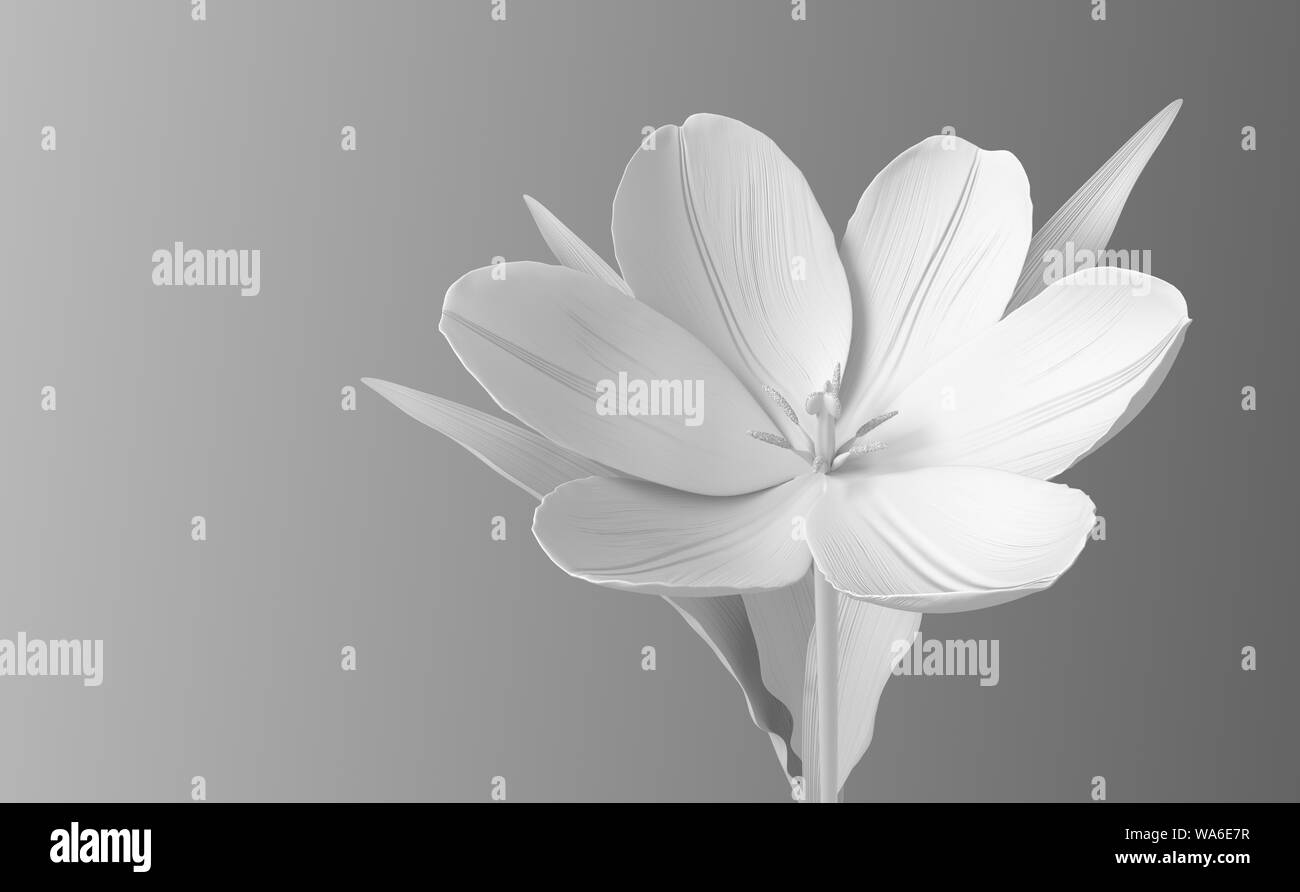 Blanc Fleur tulipe sur fond dégradé. 3D Illustration. Banque D'Images