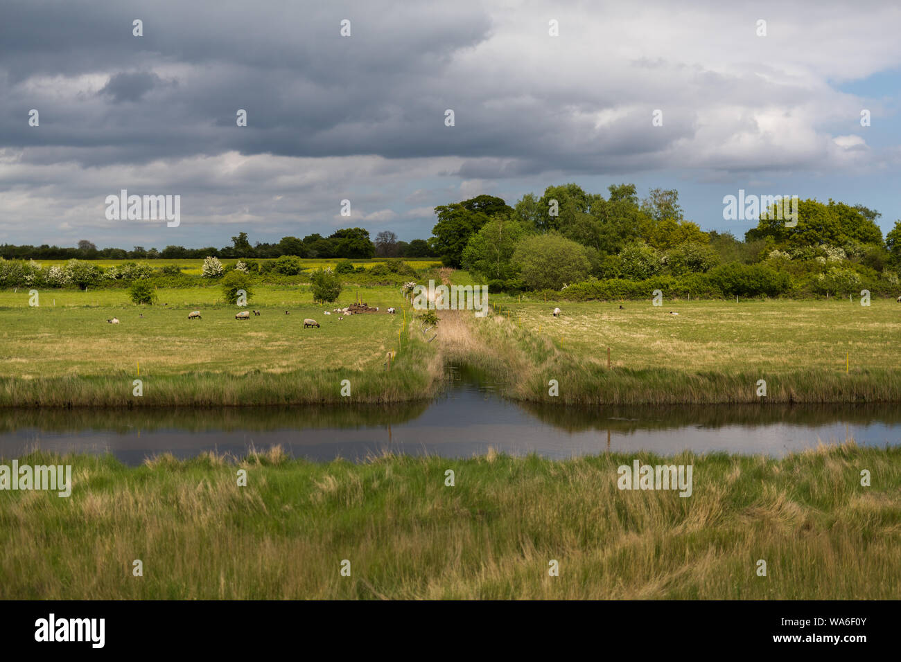 Le paysage traditionnel de Suffolk. Montrant les terres agricoles, le pâturage des moutons avec un ruisseau qui passe au milieu du paysage et de grands ciels Suffolk Banque D'Images