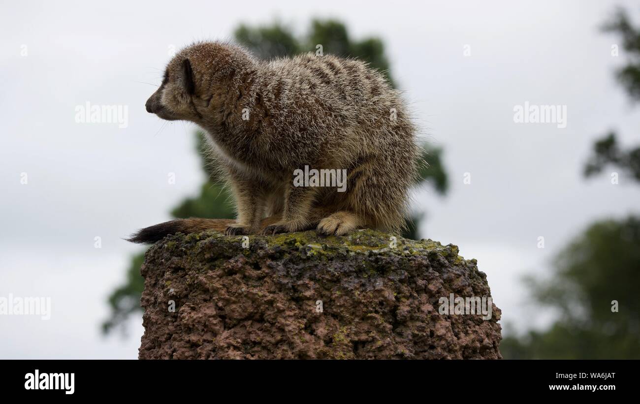 Les suricates à Longleat Safari Park Banque D'Images