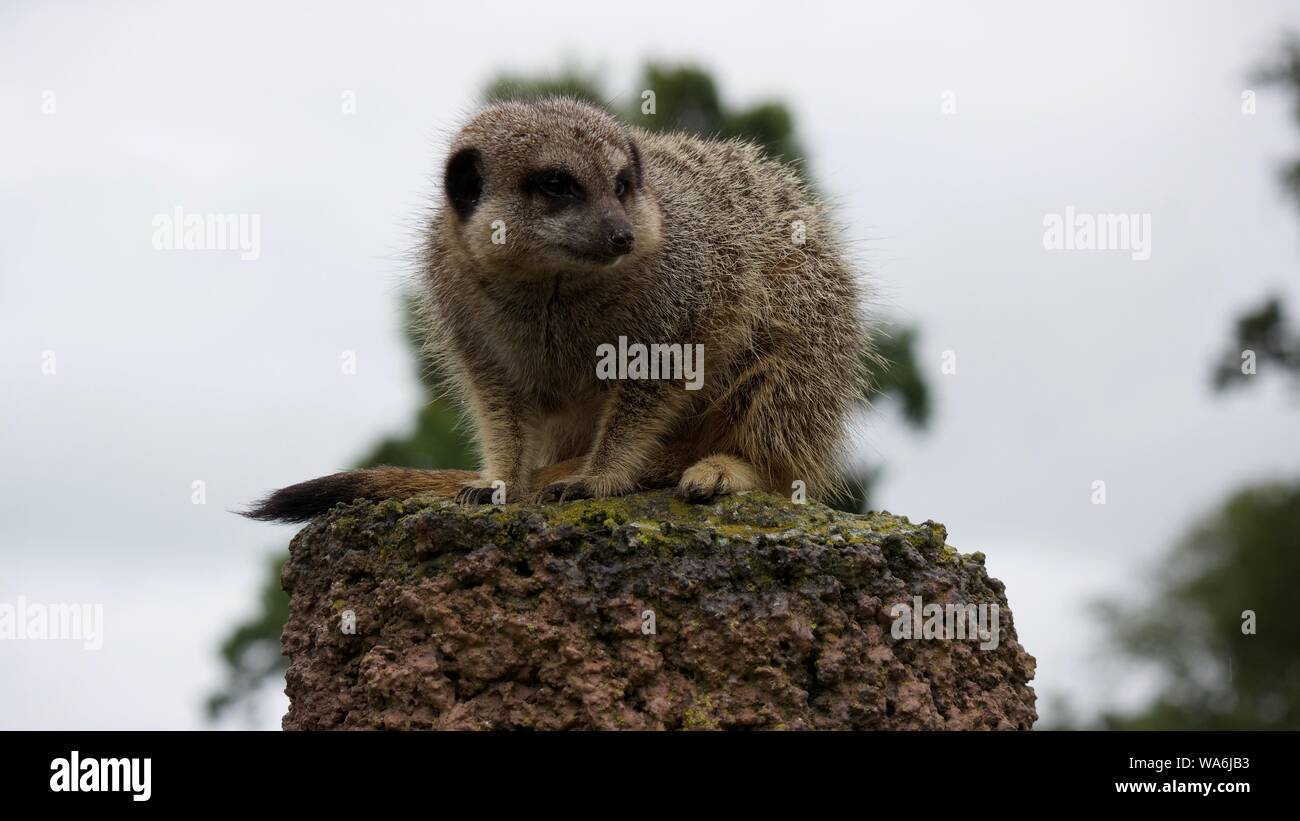 Les suricates à Longleat Safari Park Banque D'Images