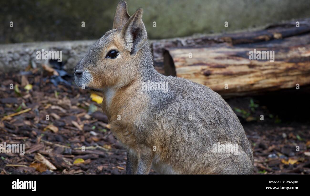 Longleat Safari Park août 2019 Aventure - Photos prises à Longleat Wiltshire Banque D'Images