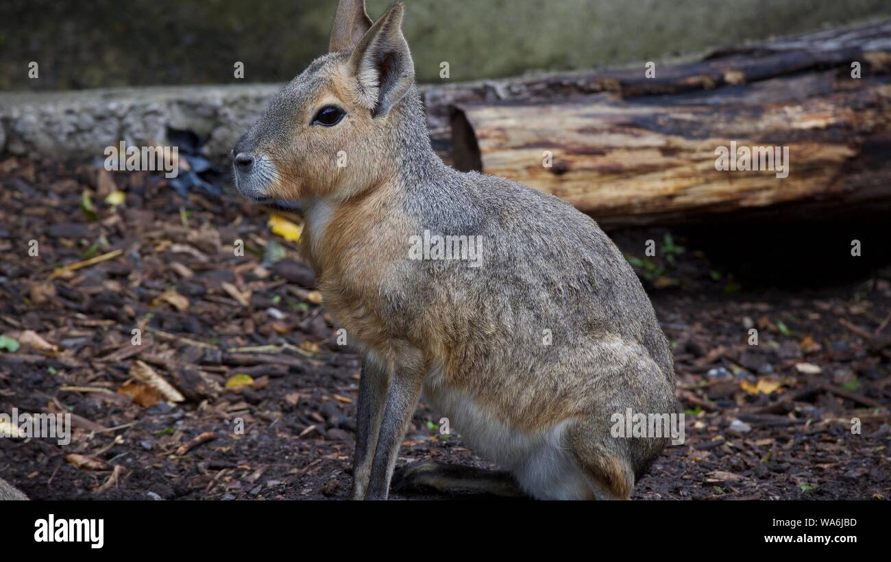 Longleat Safari Park août 2019 Aventure - Photos prises à Longleat Wiltshire Banque D'Images