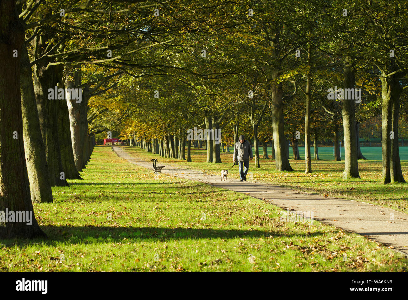 Dog walker, Temple Newsam Estate, Leeds, West Yorkshire, Angleterre, octobre Banque D'Images