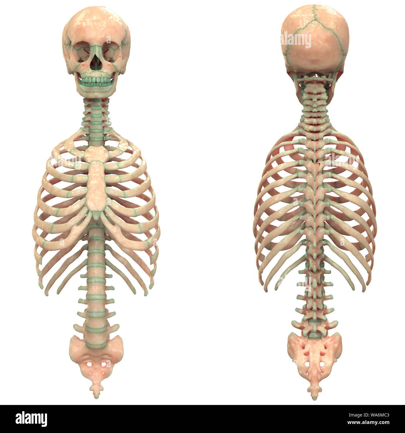 Système de squelette humain Anatomie squelette axial Banque D'Images