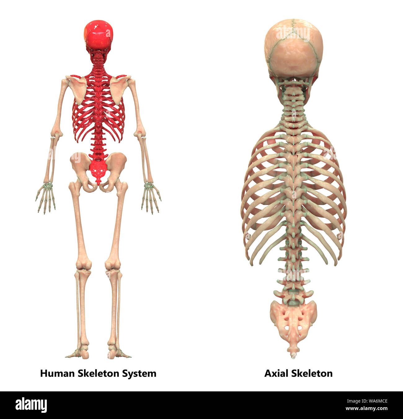 Système de squelette humain Anatomie squelette axial Banque D'Images