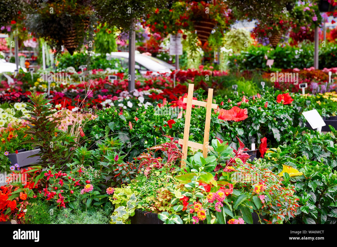 Des fleurs colorées pour la vente dans un marché aux fleurs en plein air Banque D'Images