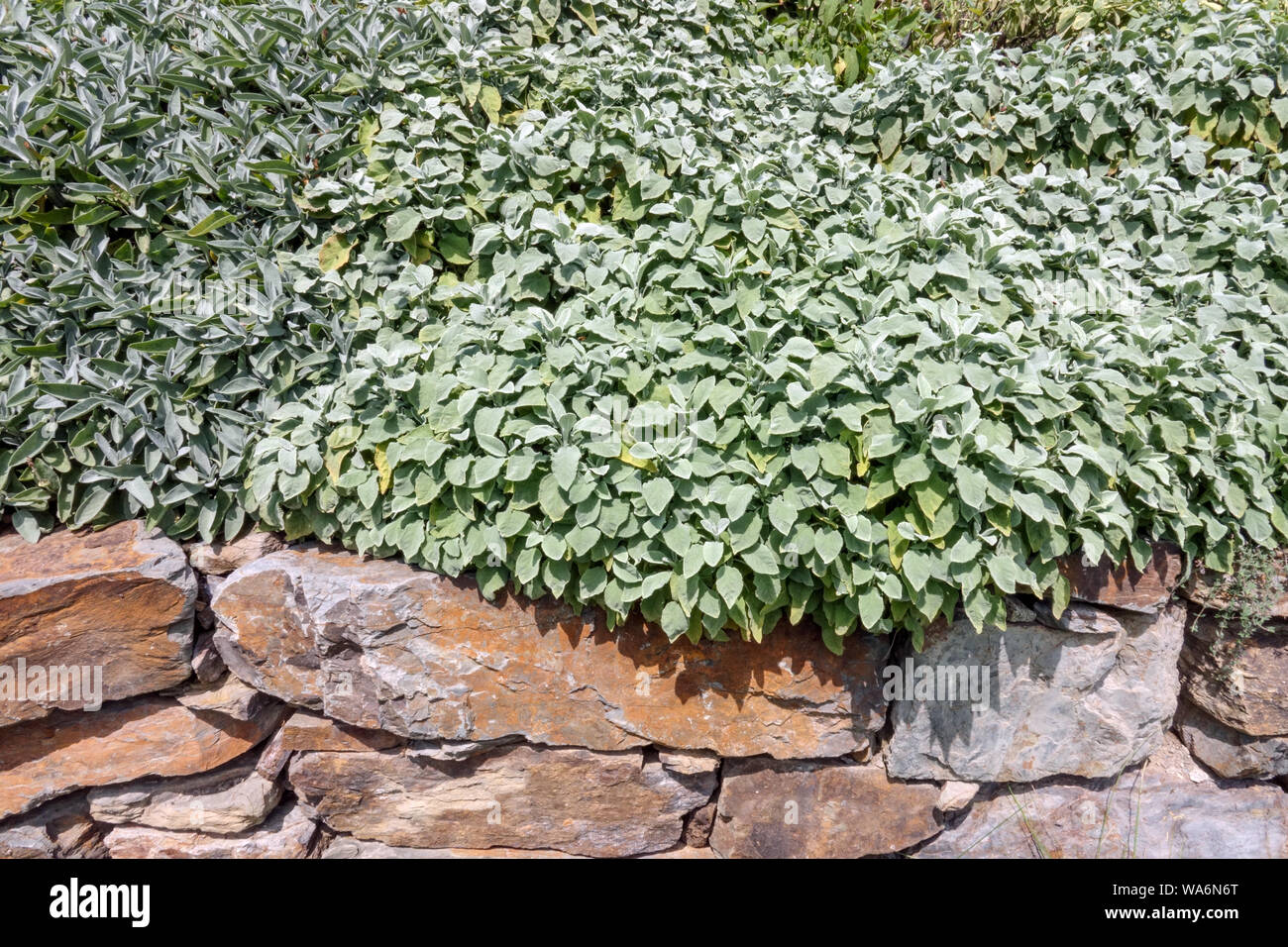 Sauge, feuilles de Salvia, herbes culinaires poussant sur le mur d'herbes du jardin, limite Banque D'Images