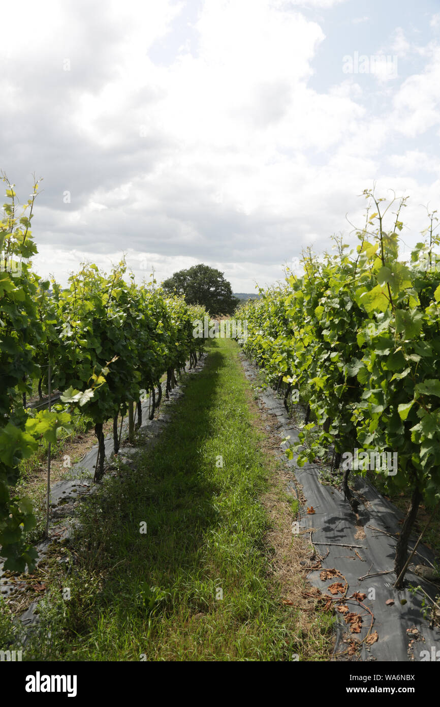 Vignes à Halfpenny green wine estate, Bobbington, Staffordshire, Angleterre, Royaume-Uni. Banque D'Images