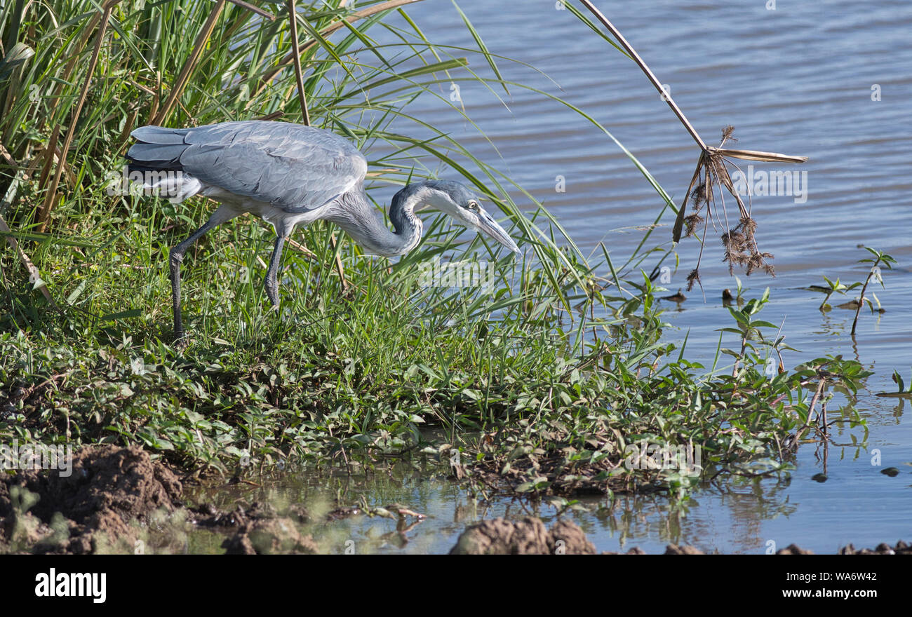 Héron à tête noire (Ardea melanocephala), les jeunes de nourriture des oiseaux Banque D'Images