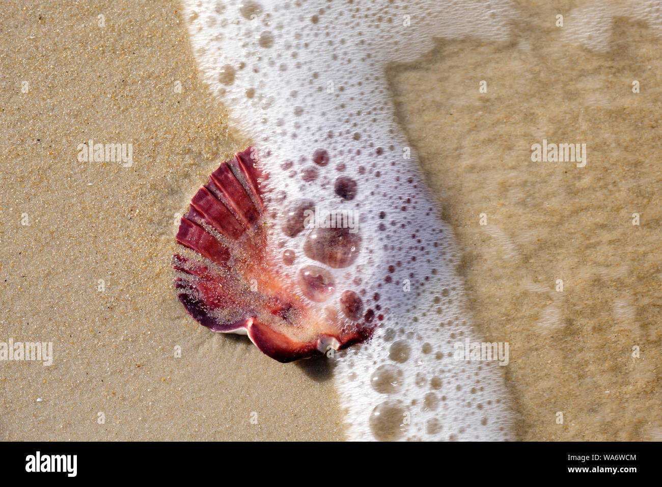 Belle plage de sable beige sur coquillage saisi par une vague mousseuse, parc national de Freycinet, Tasmanie Australie Banque D'Images
