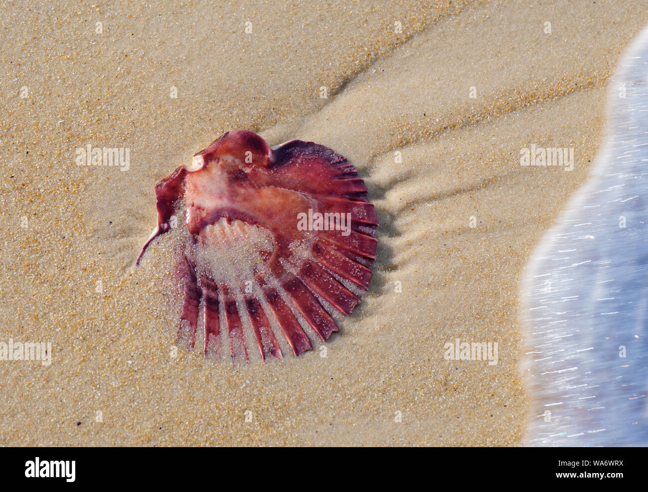 Belle plage de sable beige sur coquillage saisi par une vague mousseuse, parc national de Freycinet, Tasmanie Australie Banque D'Images