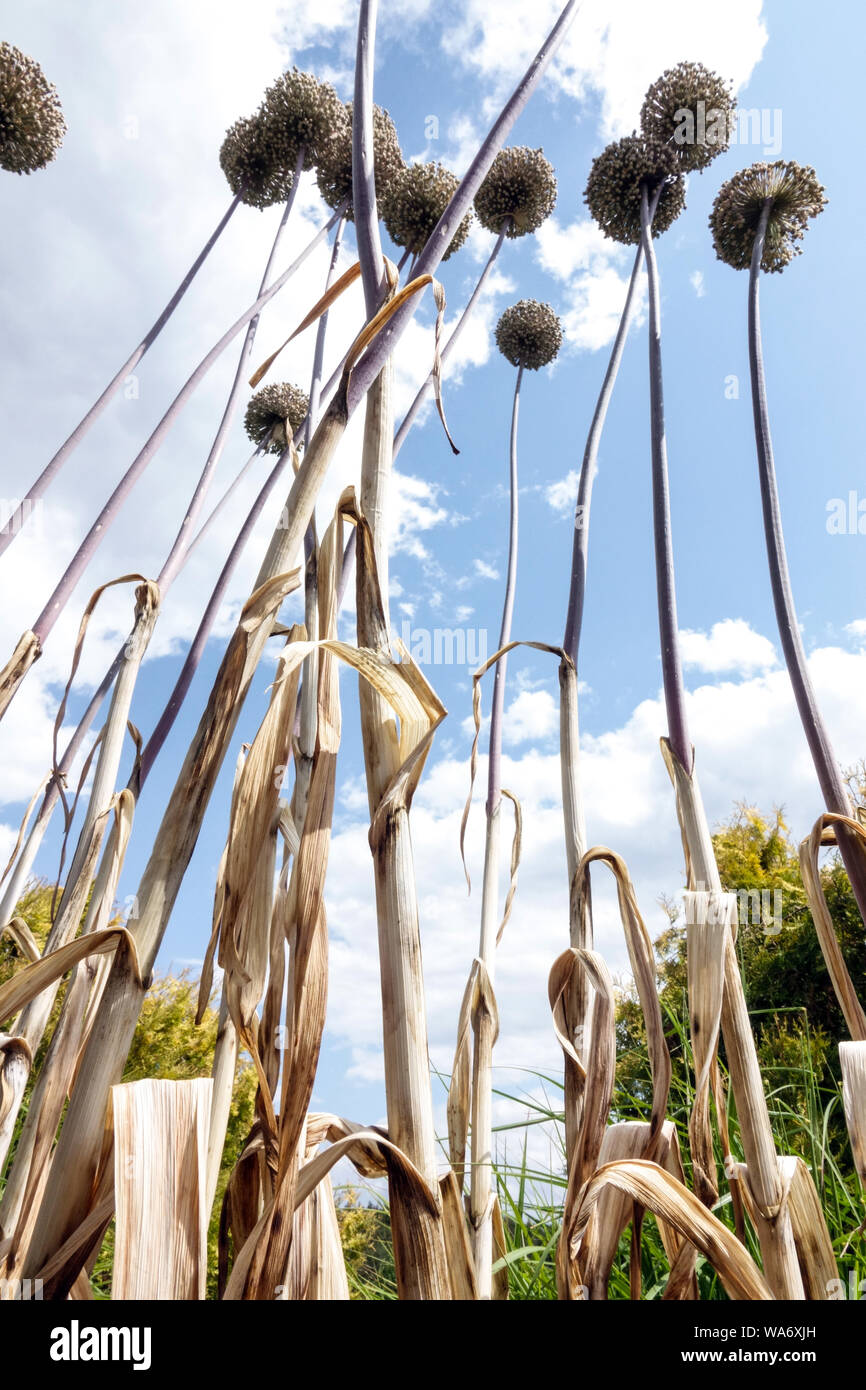 Allium 'été batteur', les capitules sur tiges sèches against sky Banque D'Images