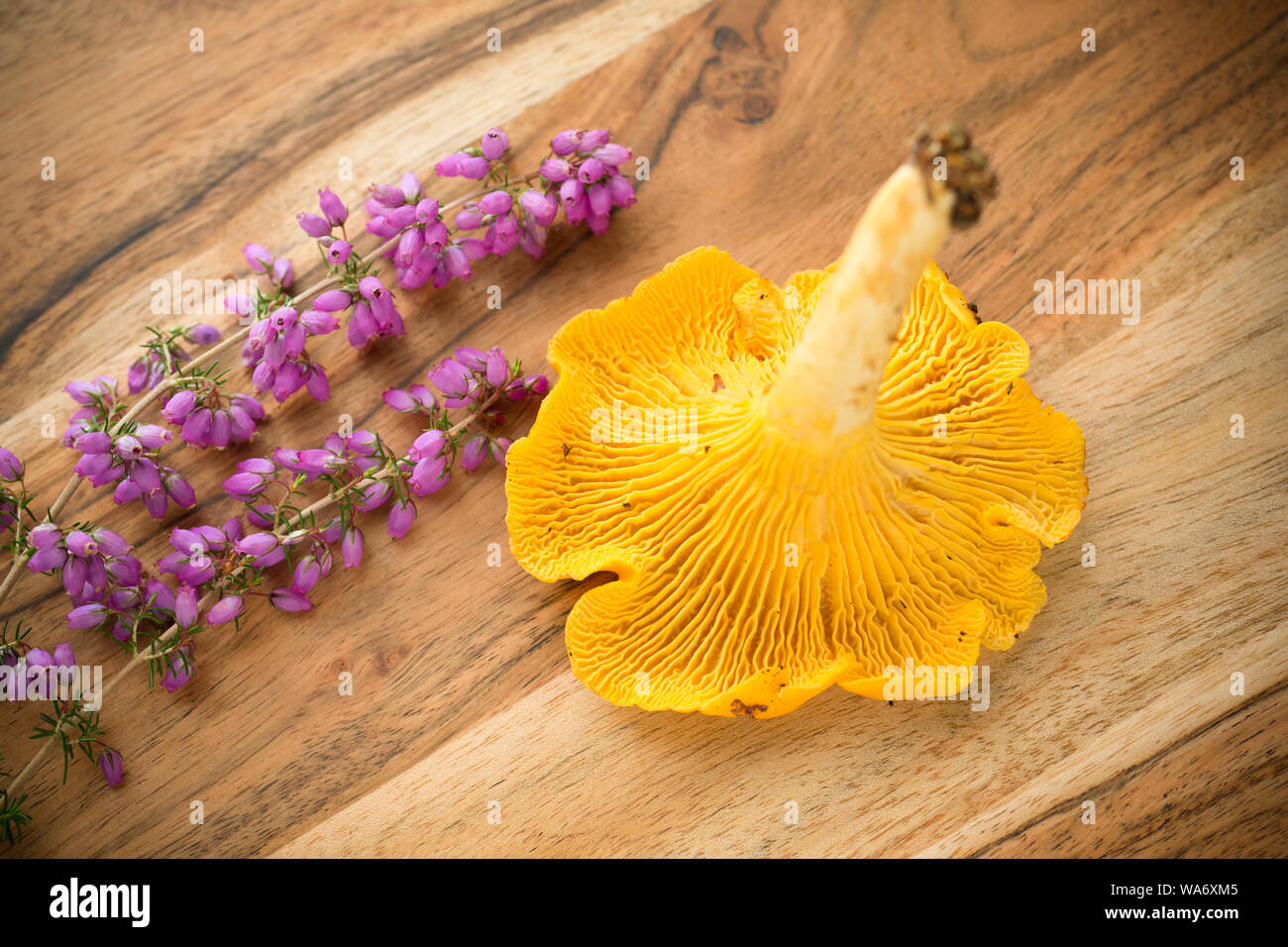 Une Chanterelle, Cantharellus cibarius, également connu sous le nom de golden chanterelles, décoré de Heather Bell, Erica cinerea. Les chanterelles sont populaires en tant que Banque D'Images
