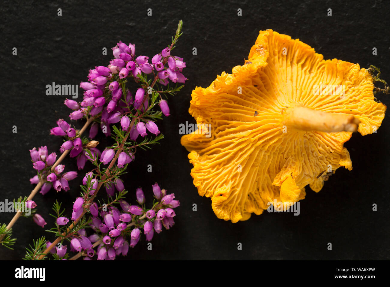 Une Chanterelle, Cantharellus cibarius, également connu sous le nom de golden chanterelles, décoré de Heather Bell, Erica cinerea. Les chanterelles sont populaires en tant que Banque D'Images