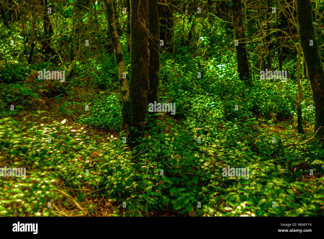 Contexte - sous-bois de forêt subtropicale, if-buis grove Banque D'Images