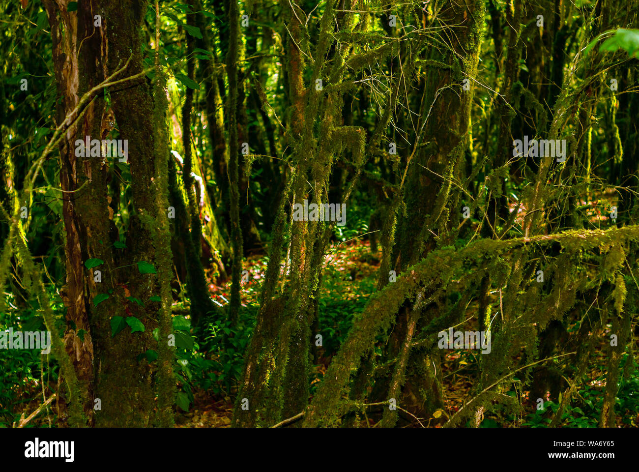 Contexte - forêt subtropicale, if-buis grove avec des troncs moussus Banque D'Images