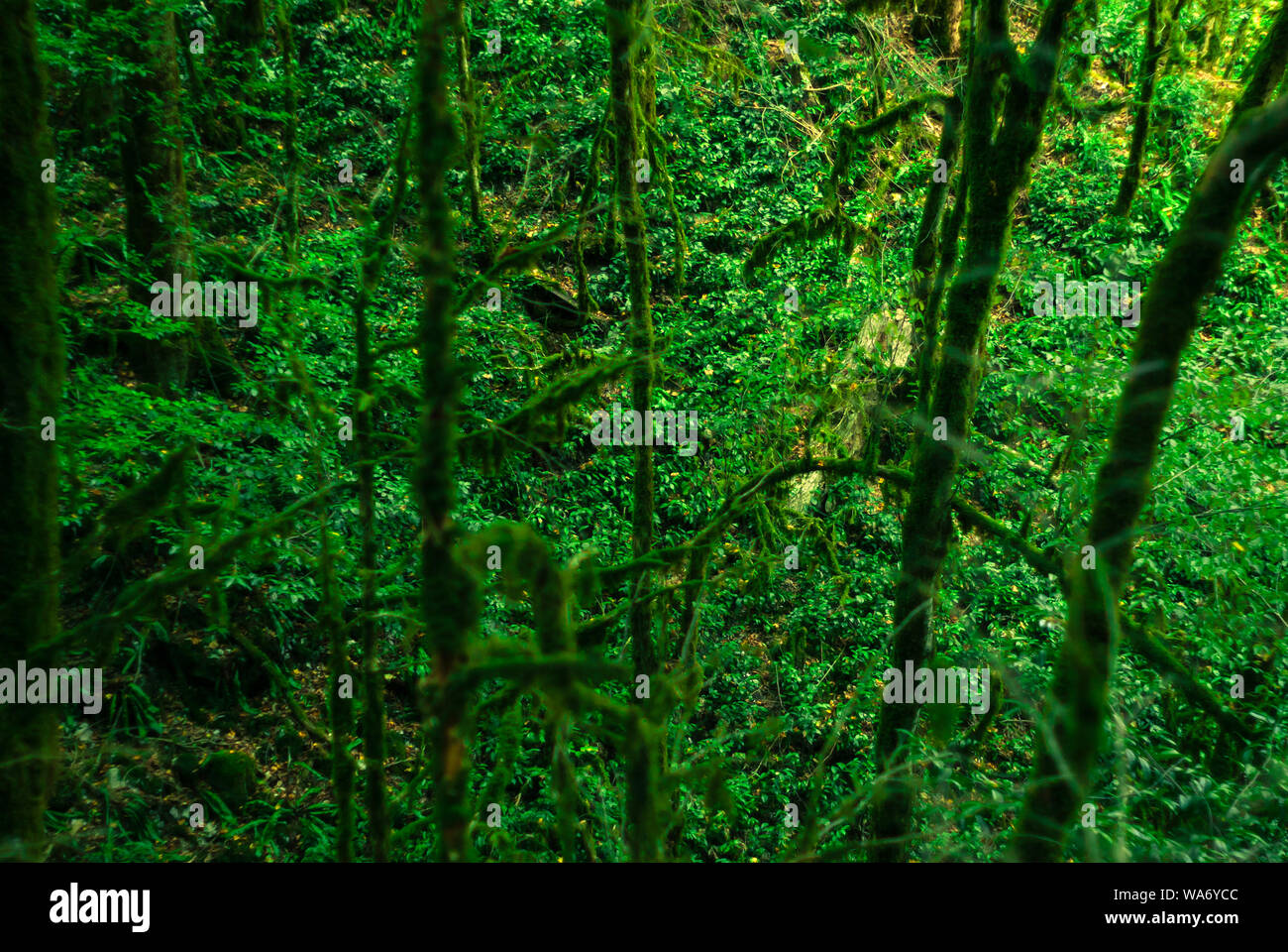 Contexte - forêt subtropicale, vue vers le bas pour les sous-bois à travers vignes moussu Banque D'Images