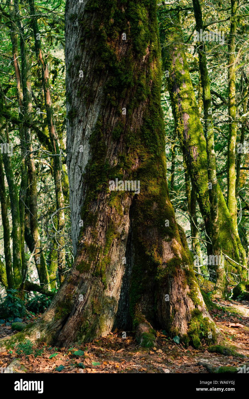 Contexte - vieux tronc d'arbre moussu en forêt subtropicale, if-buis grove Banque D'Images