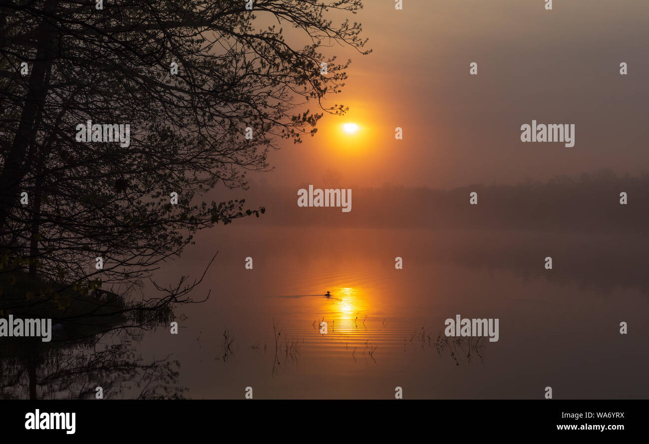 Le harle couronné femelle nage dans le reflet de le soleil matinal. Banque D'Images