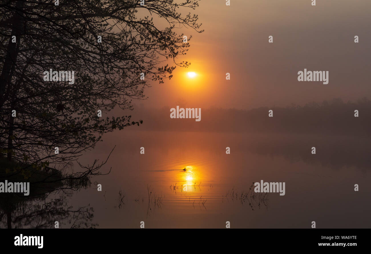 Le harle couronné femelle nage dans le reflet de le soleil matinal. Banque D'Images