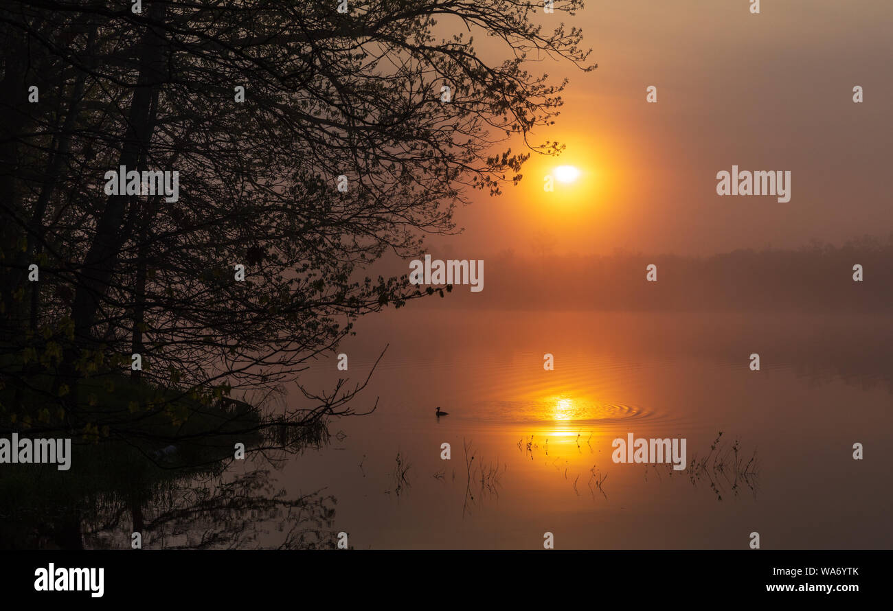 Le harle couronné femelle nage dans le reflet de le soleil matinal. Banque D'Images