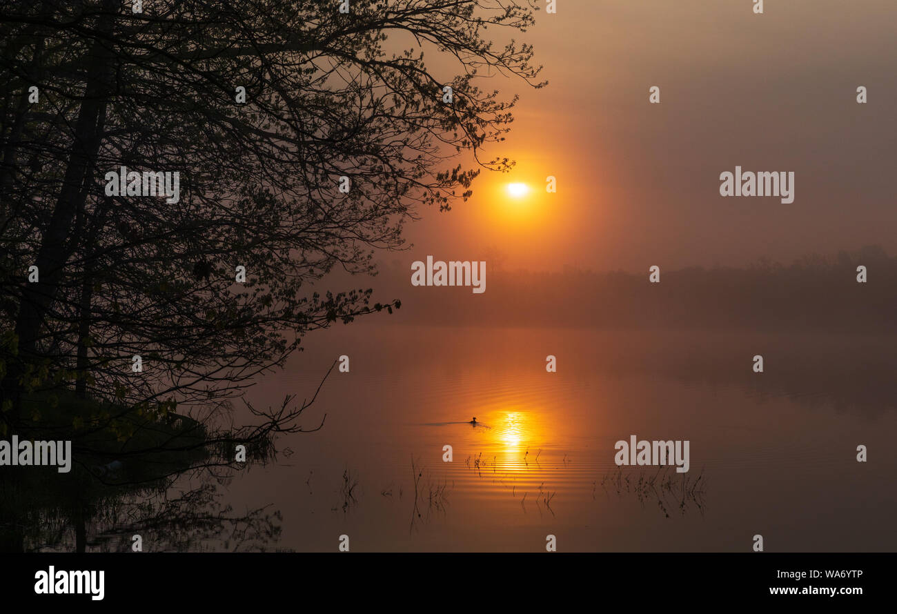 Le harle couronné femelle nage dans le reflet de le soleil matinal. Banque D'Images