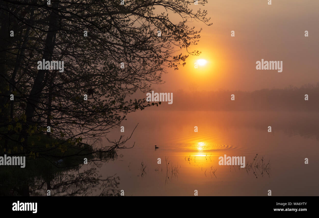 Le harle couronné femelle nage dans le reflet de le soleil matinal. Banque D'Images