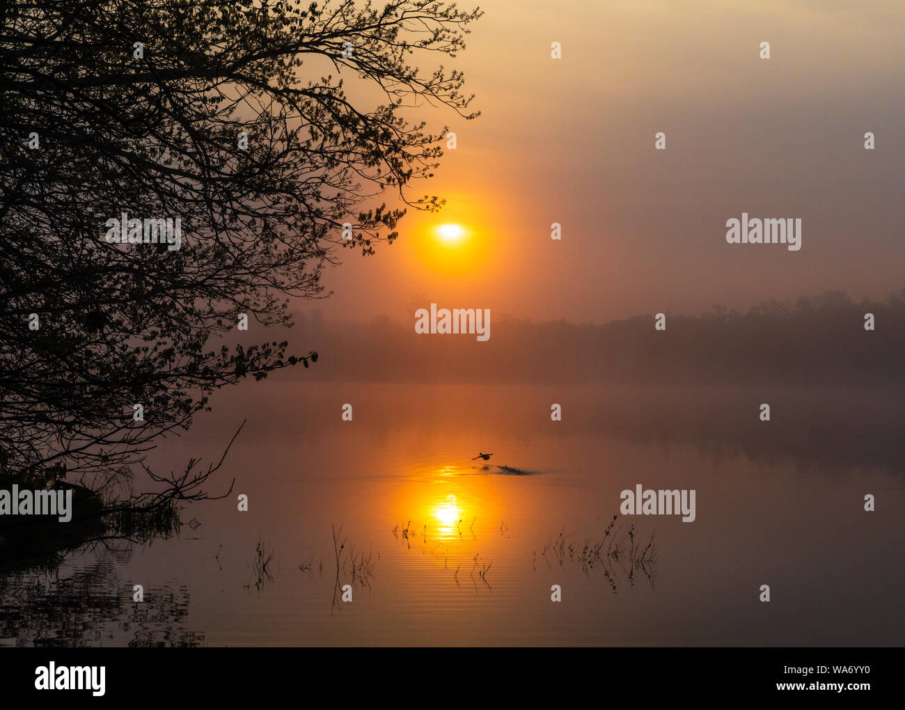 Le harle couronné femelle décollant d'un lac sauvage pendant la lever tôt le matin. Banque D'Images