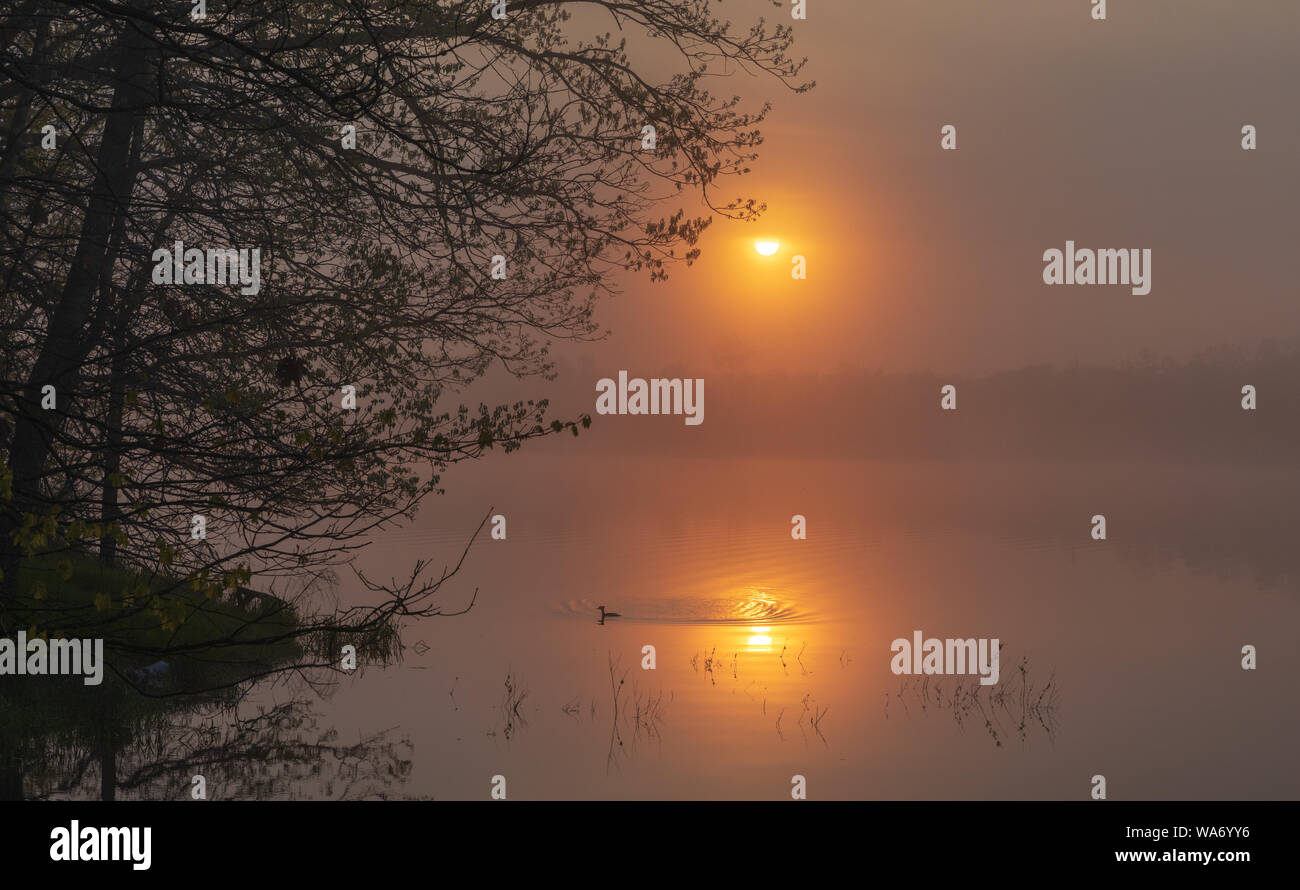 Le harle couronné femelle nage dans le reflet de le soleil matinal. Banque D'Images
