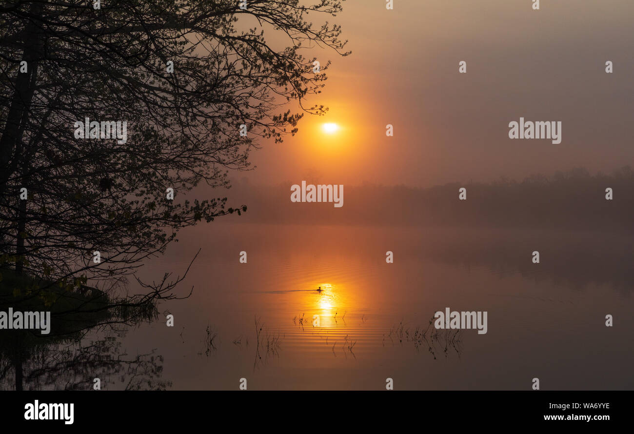 Le harle couronné femelle nage dans le reflet de le soleil matinal. Banque D'Images