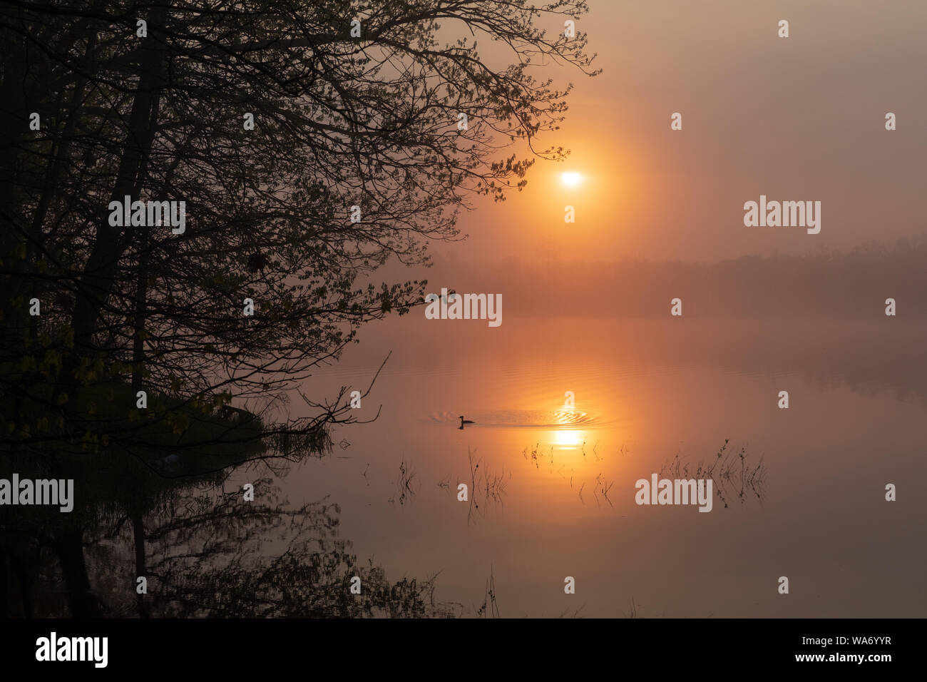 Le harle couronné femelle nage dans le reflet de le soleil matinal. Banque D'Images