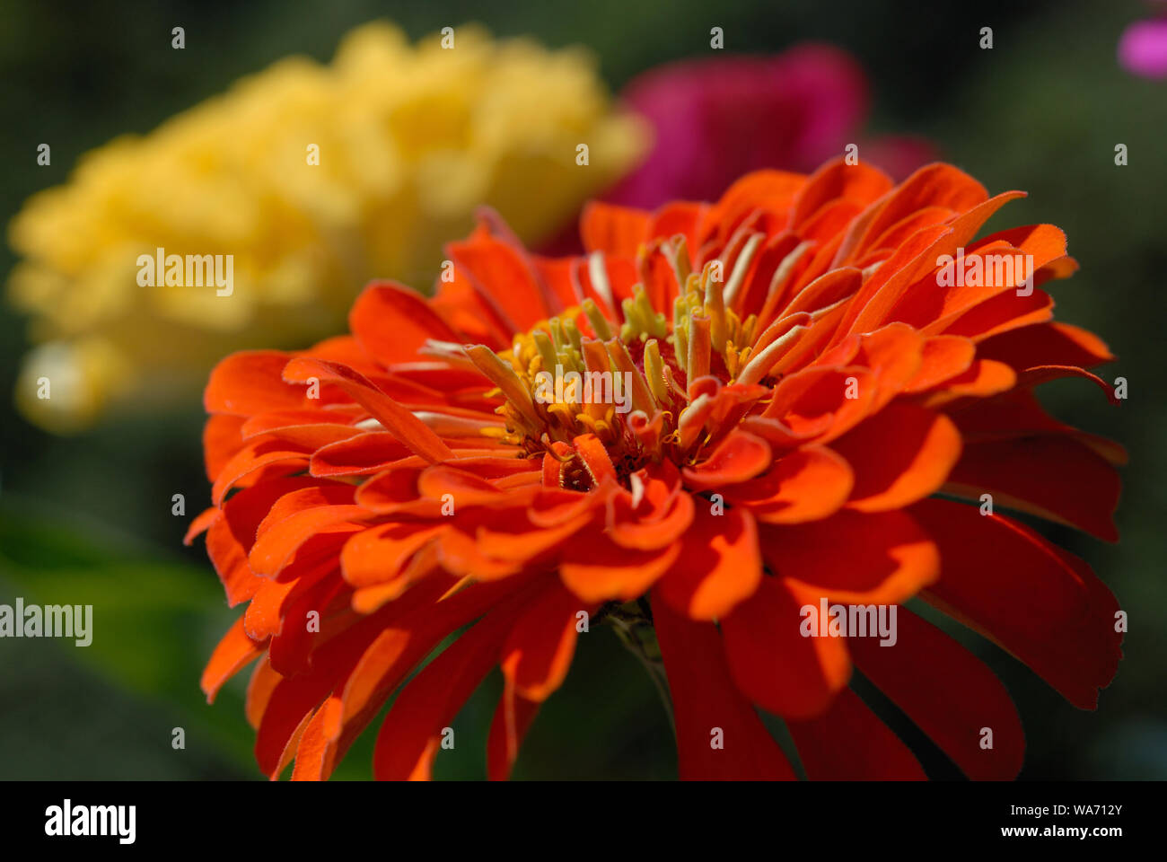 Les zinnias de différentes couleurs a fleuri dans le jardin d'été Banque D'Images