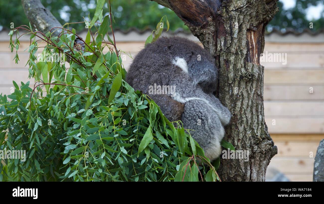 Longleat Safari Park août 2019 Aventure - Photos prises à Longleat Wiltshire Banque D'Images