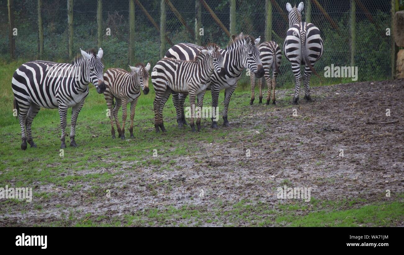 Longleat Safari Park août 2019 Aventure - Photos prises à Longleat Wiltshire Banque D'Images